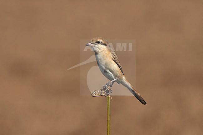 Chinese Klauwier zittend; Chinese Shrike perched on branch stock-image by Agami/Marc Guyt,