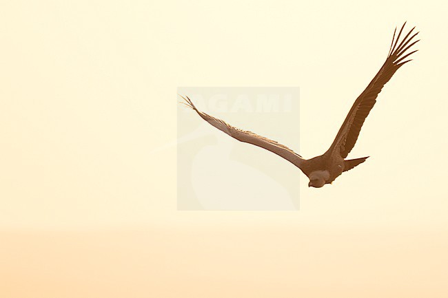 Eurasian Griffon Vulture - Gänsegeier - Gyps fulvus ssp. fulvus, Spain stock-image by Agami/Ralph Martin,