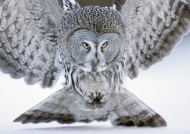 Hunting Great Grey Owl (Strix nebulosa) at Kuhmo, Finland. Stretching pawns just before catching its prey. stock-image by Agami/Markus Varesvuo,