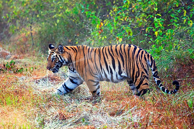 vrouw Bengaalse Tijger; Female Bengal Tiger stock-image by Agami/Marc Guyt,