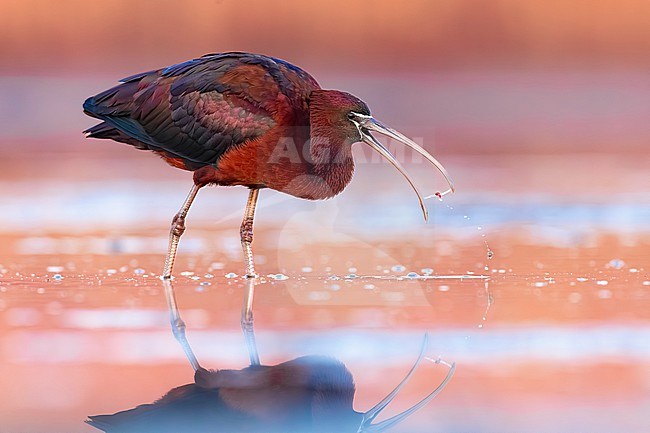 Glossy Ibis, Plegadis falcinellus, in Italy. stock-image by Agami/Daniele Occhiato,