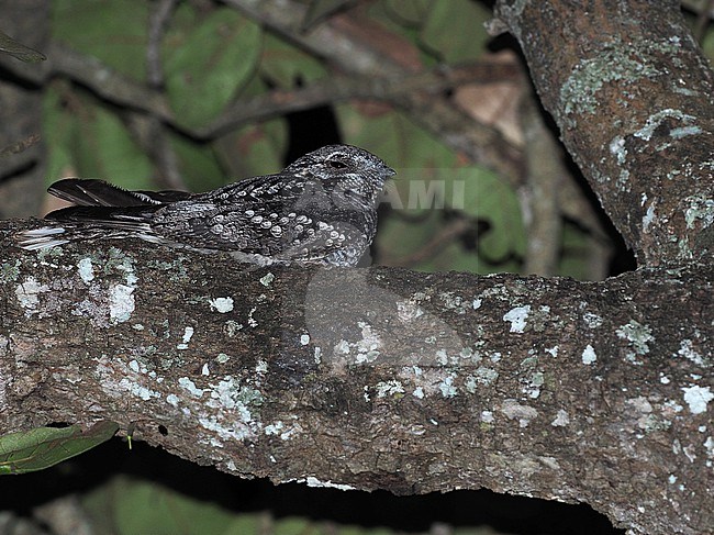 Jungle Nightjar (Caprimulgus indicus) in India. stock-image by Agami/James Eaton,