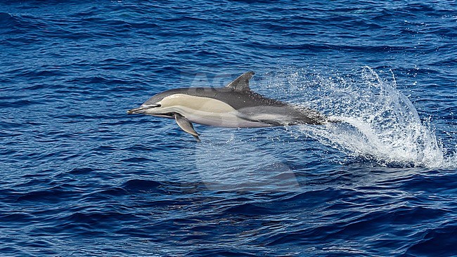 Short-beaked Common Dolphin (Delphinus delphis) jumping at sea off Corvo, Azores, Portugal. stock-image by Agami/Vincent Legrand,