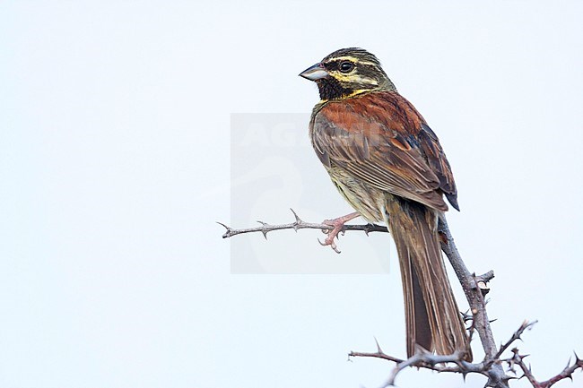 Cirl Bunting - Zaunammer - Emberiza cirlus, Croatia, adult male stock-image by Agami/Ralph Martin,
