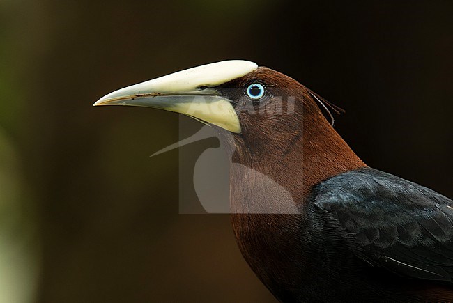Portrait of a Chestnut-headed Oropendola (Psarocolius wagleri ridgwayi) (subspecies) in Cali, Colombia, South-America. stock-image by Agami/Steve Sánchez,