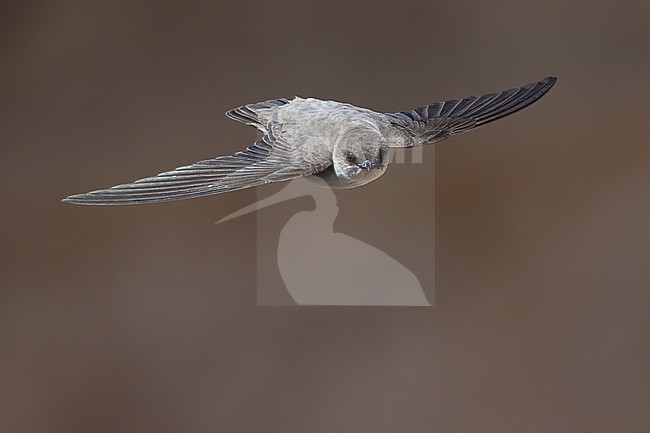 Pale Crag Martin (Ptyonoprogne obsoleta) wintering in Oman. stock-image by Agami/Sylvain Reyt,