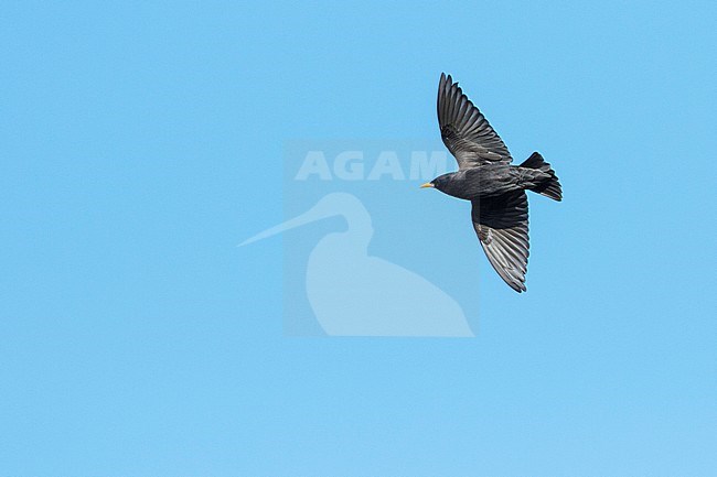 Spotless Starling - Einfarbstar - Sturnus unicolor, Spain, adult stock-image by Agami/Ralph Martin,
