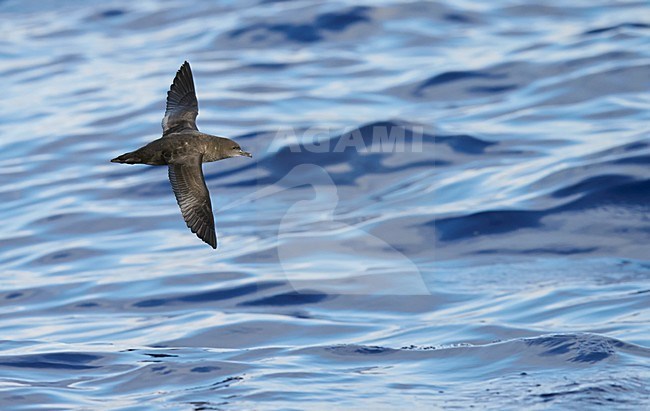 Grauwe Pijlstormvogel in vlucht, Sooty Shearwater in flight stock-image by Agami/Markus Varesvuo,