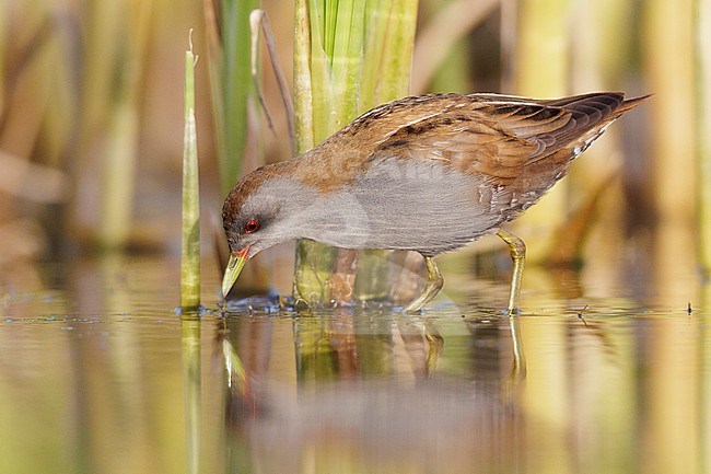 Little Crake (Porzana parva), side view of an adult male standing in the water, Campania, Italy stock-image by Agami/Saverio Gatto,