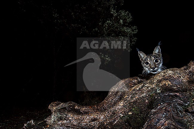 Curious Iberian lynx (Lynx pardinus) during the night in Cordoba, Spain. Peeking down behind a fallen log. stock-image by Agami/Oscar Díez,