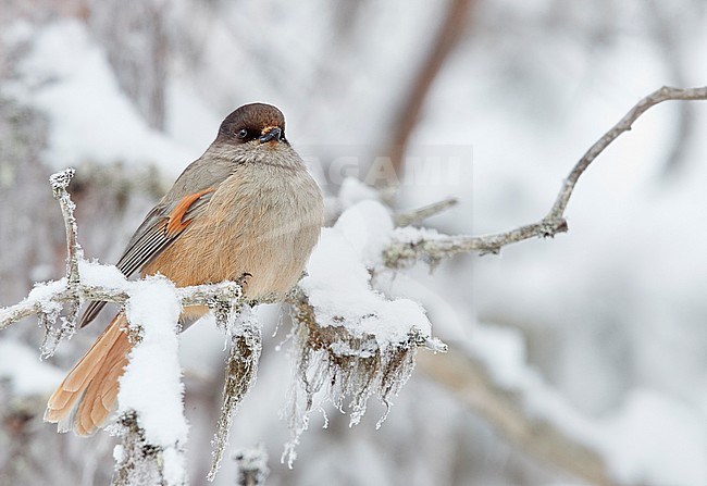 Siberian Jay (Perisoreus infaustus) wintering in a cold snow covered Finland. stock-image by Agami/Markus Varesvuo,