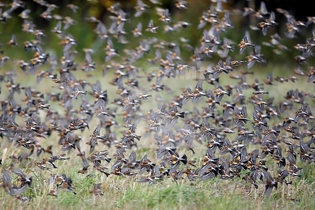 Zwerm Kepen; Flock of Brambling stock-image by Agami/Markus Varesvuo,