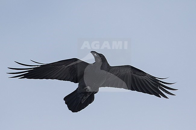Common Raven - Kolkrabe - Corvus corax ssp. corax, Switzerland stock-image by Agami/Ralph Martin,