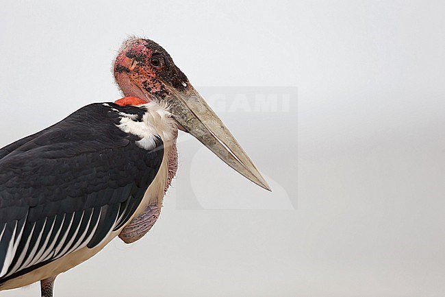 Portrait of a marabou stork (Leptoptilos crumenifer) stock-image by Agami/Mathias Putze,