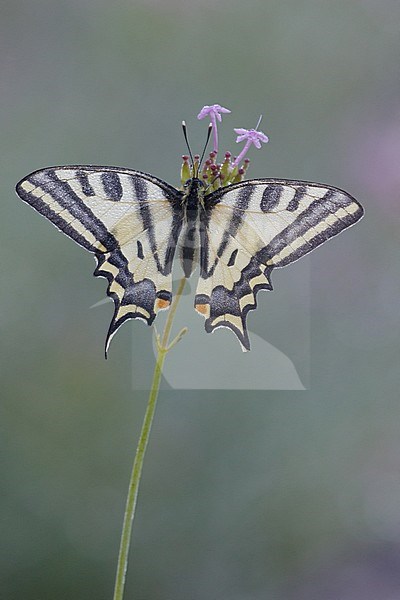 The Alexanor (Papilio alexanor) or Southern Swallowtail, perched on top of small purple flower in Mercantour in France. Seen from above. stock-image by Agami/Iolente Navarro,