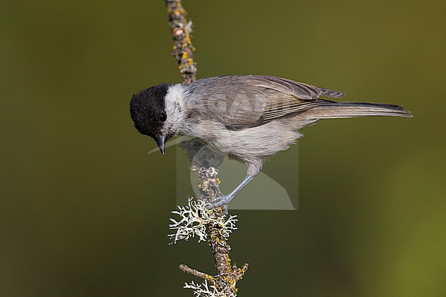 Matkop, Willow Titus stock-image by Agami/Daniele Occhiato,