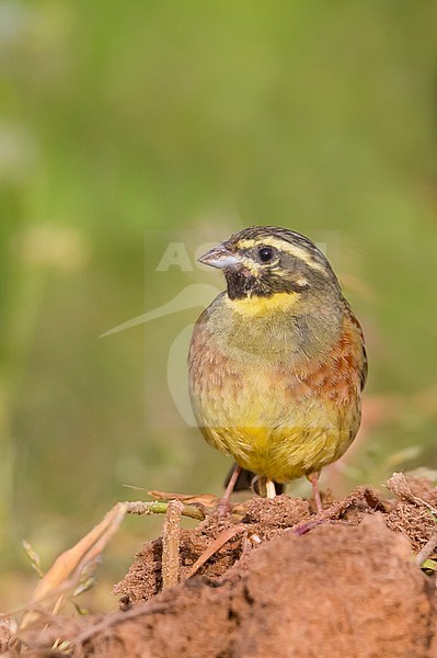 Adult male Cirl Bunting (Emberiza cirlus) in a vineyard in Germany. stock-image by Agami/Ralph Martin,