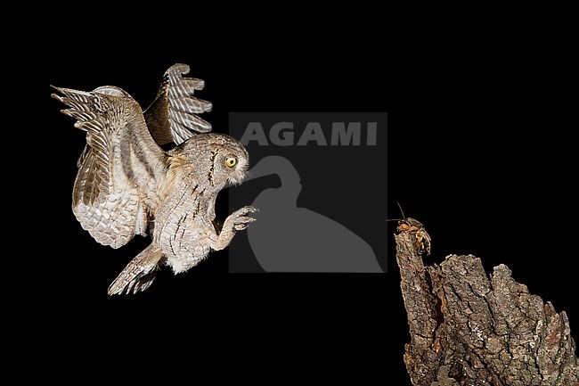 Eurasian Scops Owl (Otus scops) in flight during the night in Italy. stock-image by Agami/Alain Ghignone,