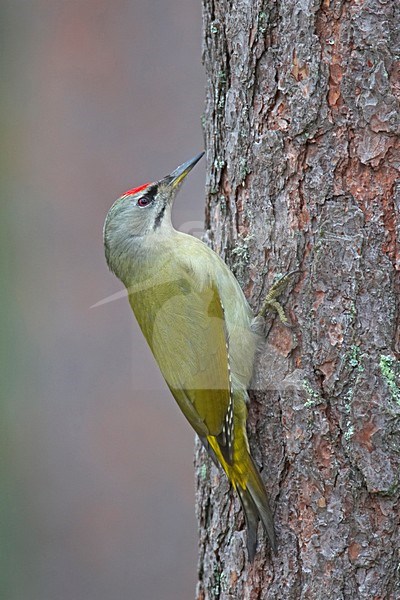 Grey-headed Woodpecker climbing to a trunck of a tree; Grijskopspecht zittend tegen boomstand stock-image by Agami/Markus Varesvuo,