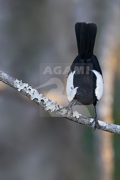Arnot's chat (Myrmecocichla arnotti) male perched in Tanzania. stock-image by Agami/Dubi Shapiro,