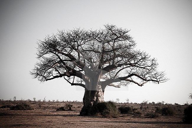 A lone baobab tree, Adansonia species, in a vast desolate landscape. Chobe National Park, Botswana. stock-image by Agami/Sergio Pitamitz,