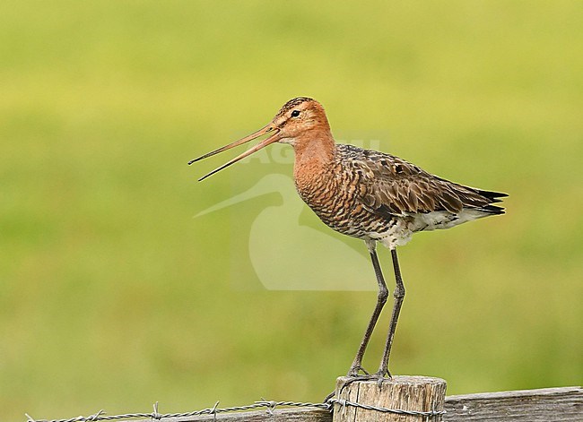 Limosa limosa, Black-tailed Godwit stock-image by Agami/Eduard Sangster,