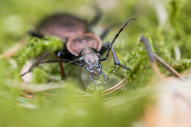 Carabus silvestris - Bergwald-Laufkäfer, Germany (baden-Württemberg), imago, female stock-image by Agami/Ralph Martin,