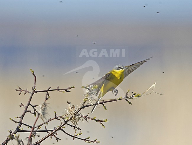 Gele Kwikstaart foeragrend op vliegen; Blue-headed Wagtail foraging on flies stock-image by Agami/Jari Peltomäki,