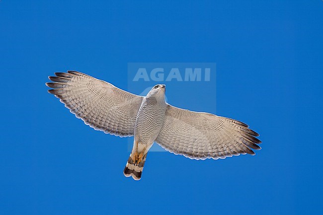 Adult 
Pima Co., AZ
April 2024 stock-image by Agami/Brian E Small,