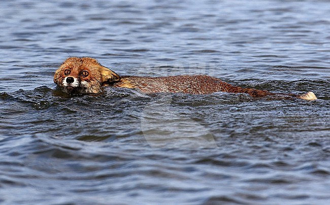 Een zwemmende vos A swimming Red Fox stock-image by Agami/Jacques van der Neut,