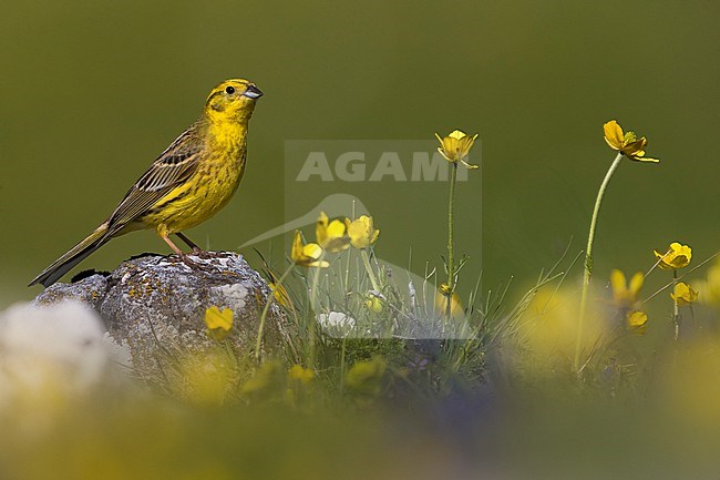 Male Yellowhammer (Emberiza citrinella) perched on a rock in Italy. stock-image by Agami/Daniele Occhiato,