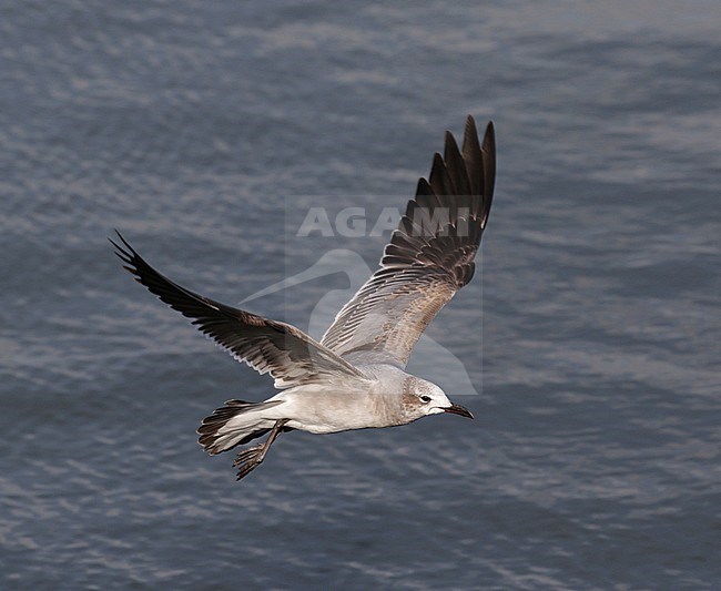 First-winter Laughing Gull (Leucophaeus atricilla) flying over the sea in England. A rare vagrant from North America. stock-image by Agami/Pete Morris,