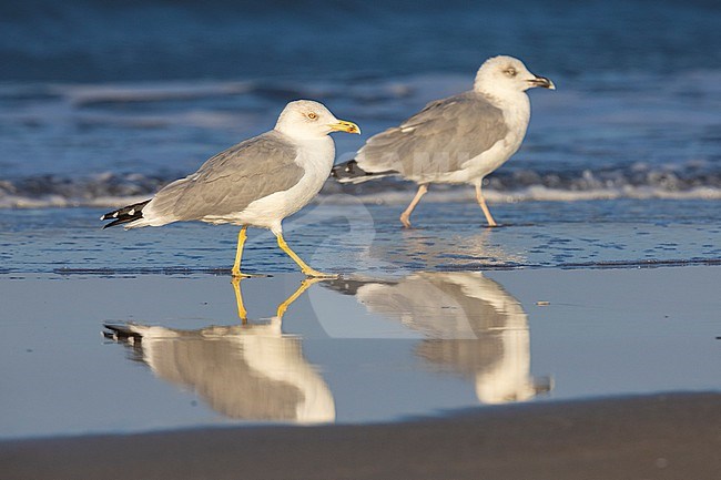 Yellow-legged Gull (Larus michahellis), side view of two individuals standing on a beach, Campania, Italy stock-image by Agami/Saverio Gatto,
