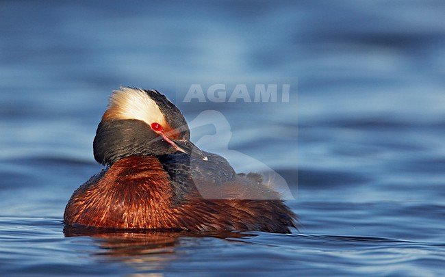 Horned Grebe swimming; Kuifduiker zwemmend stock-image by Agami/Markus Varesvuo,
