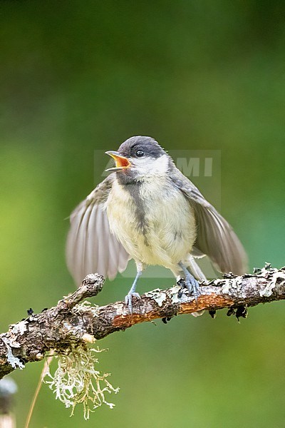 Great Tit, Parus major; Juvenile begging for food by shiffering it's wings stock-image by Agami/Hans Germeraad,