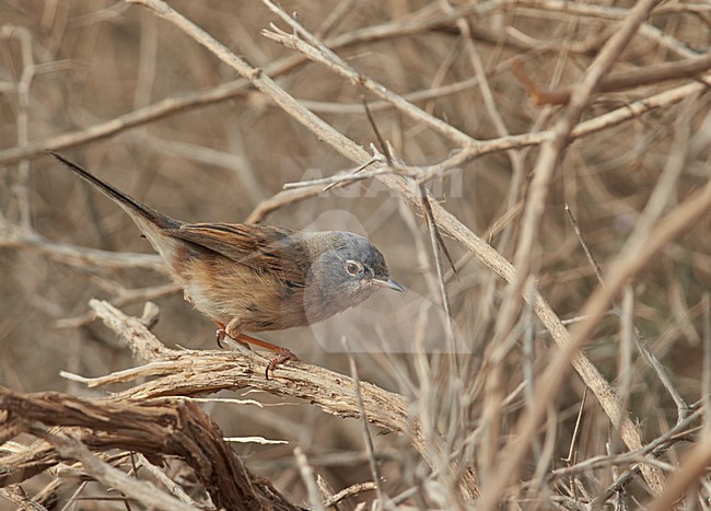 Tristram's Warbler (Curruca deserticola) on a twig stock-image by Agami/Markus Varesvuo,