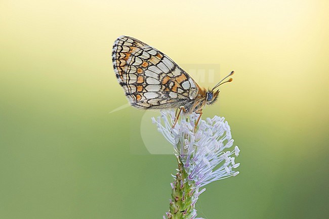 Heath Fritillary (Melitaea athalia) resting on top of small flower in Mercantour in France, against a natural green colored background. stock-image by Agami/Iolente Navarro,
