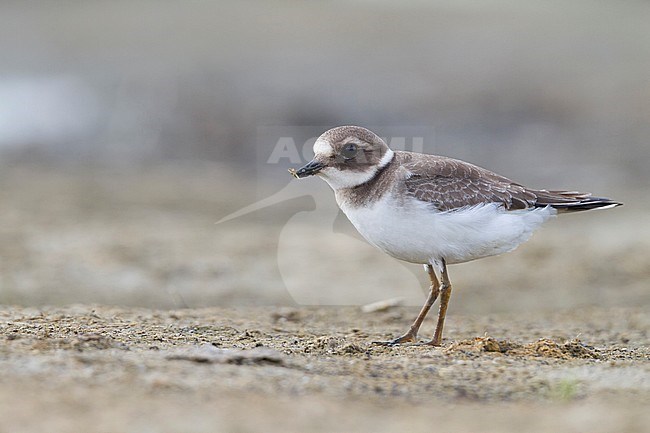Common Ringed Plover - Sandregenpfeifer - Charadrius hiaticula, Germany, 1st cy stock-image by Agami/Ralph Martin,