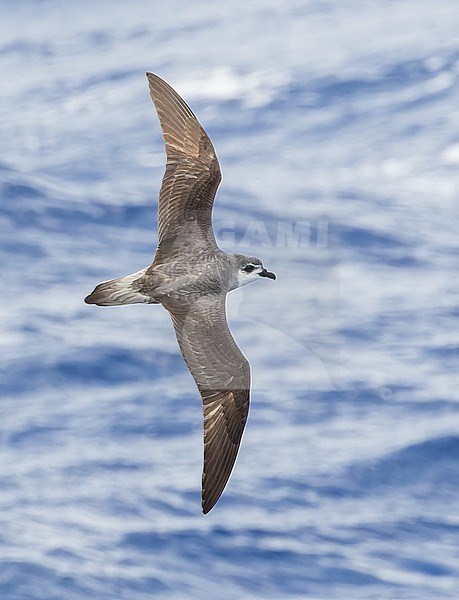 Black-winged Petrel (Pterodroma nigripennis) in flight over the Pacific Ocean near Norfolk Island, Australia. stock-image by Agami/Marc Guyt,