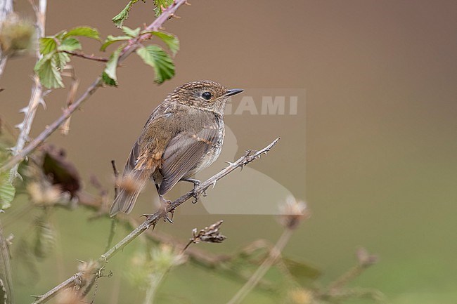 Juvenile Tenerife Robin (( Erithacus (rubecula) superbus)) sitting in Erjos, Tenerife, Canary Islands, Spain. stock-image by Agami/Vincent Legrand,