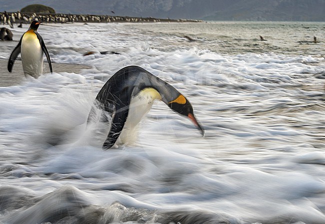 Artistic image of King Penguin (Aptenodytes patagonicus patagonicus) with slow shutterspeed  in Salisbury Plain, South Georgia.  stock-image by Agami/Rafael Armada,