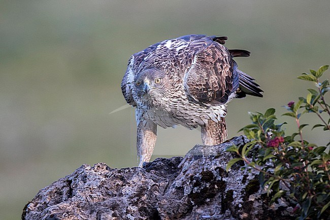 Adult Bonelli's Eagle (Aquila fasciata) perched in rural Spain. stock-image by Agami/Oscar Díez,