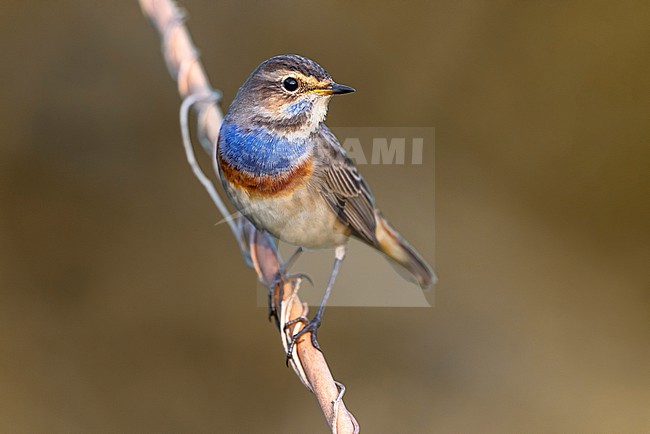 White-spotted Bluethroat, Luscinia svecica, in Italy. stock-image by Agami/Daniele Occhiato,
