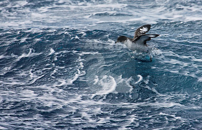 Kaapse Stormvogel opvliegend vanaf golf; Cape Petrel flying off from the sea stock-image by Agami/Marc Guyt,