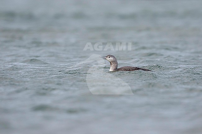Red-throated Loon - Sterntaucher - Gavia stellata, Germany, 1st cy stock-image by Agami/Ralph Martin,