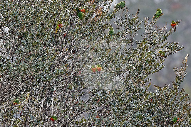 Orange-billed Lorikeet (Neopsittacus pullicauda). Flock of parakeets perched in a tree in West Papua, Indonesia. stock-image by Agami/Pete Morris,