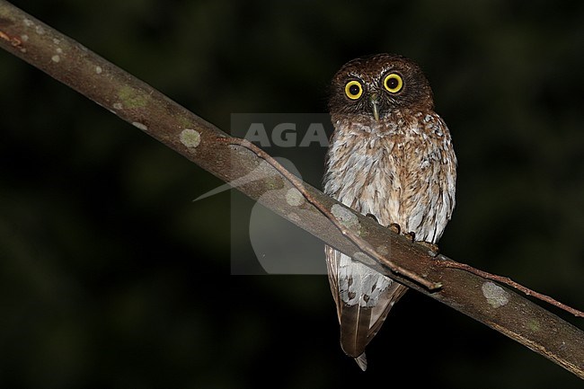 The Togian Boobook or Togian hawk-owl (Ninox burhani) is an owl (Strigidae) described as new to science in 2004. The bird is currently known only from three islands in the Togian group, an archipelago in the Gulf of Tomini off the coast of Sulawesi, Indonesia. stock-image by Agami/James Eaton,