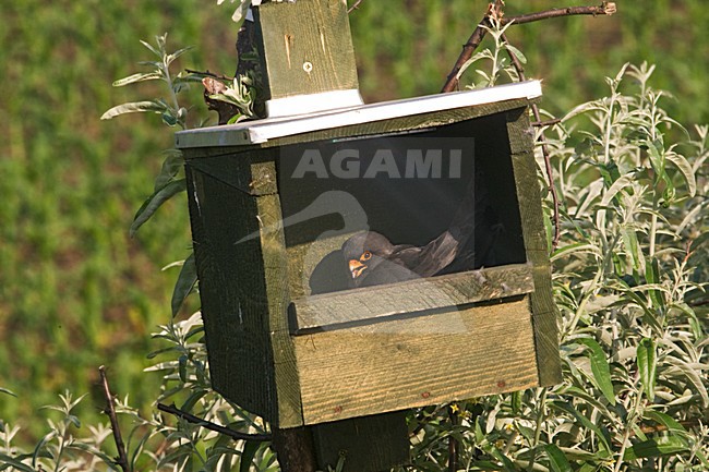 Roodpootvalk broedend in nestkast; Red-footed Falcons breeding in nest box stock-image by Agami/Marc Guyt,