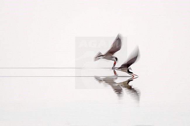A couple of Black Skimmer (Rynchops niger) adults in flight along the coast at Buenaventura (Valle del Cauca, Colombia) with slow shutterspeed. stock-image by Agami/Rafael Armada,
