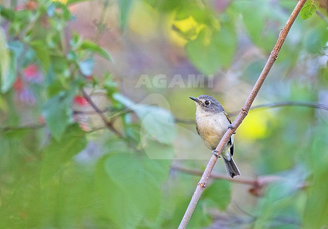Dwarf Vireo (Vireo nelsoni) in Mexico. stock-image by Agami/Pete Morris,